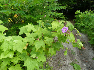 Ronce odorante - Rubus odoratus