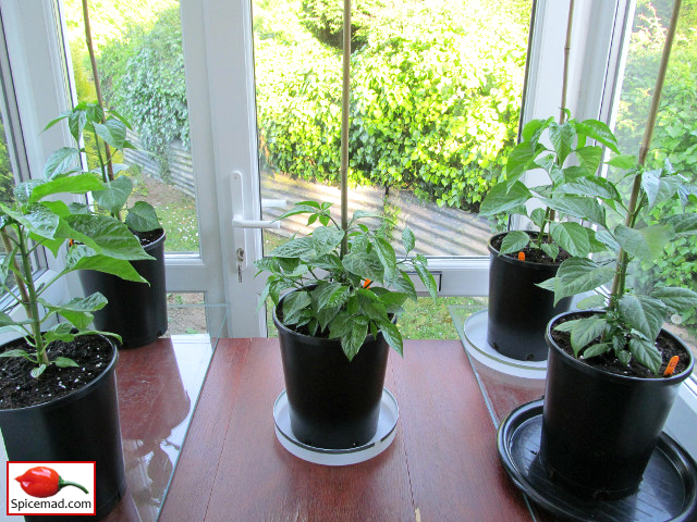 Chilli Plants in the Porch - 20th May 2020