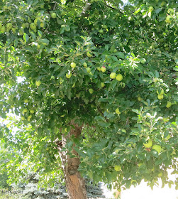 apple tree, Malus domestica