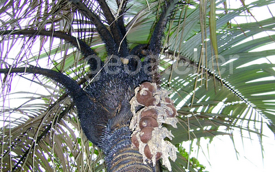 palmeira brejaúva com cacho de cocos