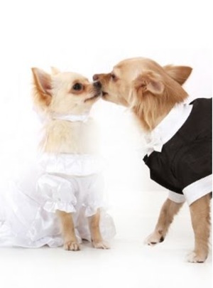 UrbanPup2 UrbanPup2