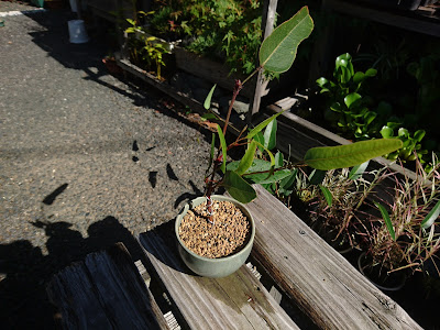 ハーデンベルギアのミニ盆栽　完成