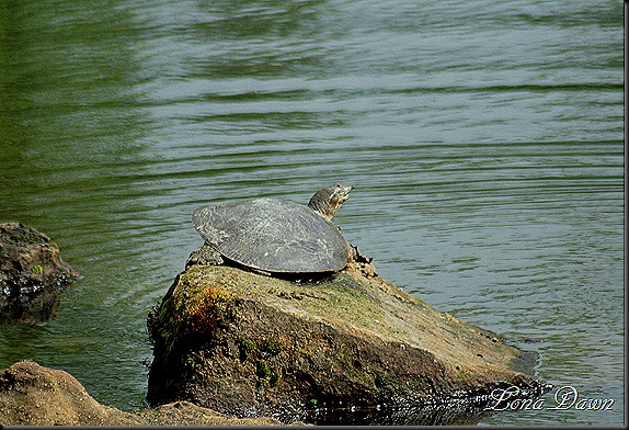 DA_JapaneseGardenLake_Turtles2