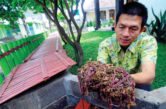 Peluang Usaha Ternak Cacing Menghasilkan 300 Juta per Bulan    