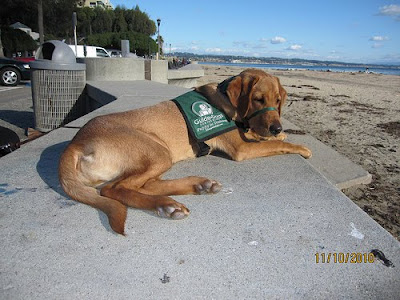 Guide Dog puppy Havarti at the beach, submitted by Gerald Edwards.