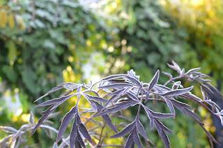 sambucus nigra 'black lace'