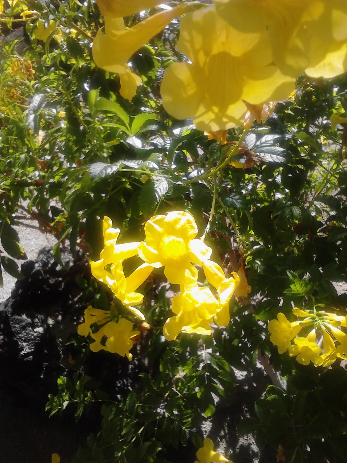 Xtremehorticulture of the Desert: Taking Care of Yellow Bells