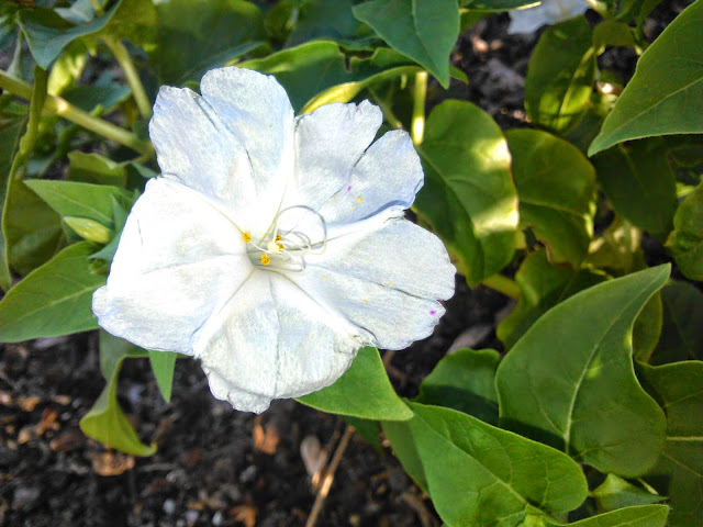 flor blanca de san pedro