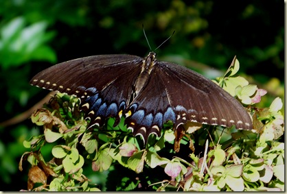 100_8772crop