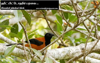 Hooded pitohui bird.