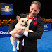 Top 10 National Dog Show Best in Show Winners (2013-2022)