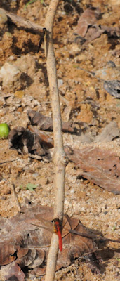 Orchithemis pruinans and Orthetrum testaceum