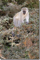 Vervet Monkey