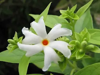 Parijat tree