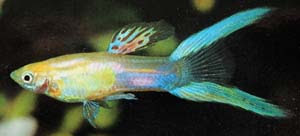 Ikan guppy ( ( Poecilia reticulata guppy )).