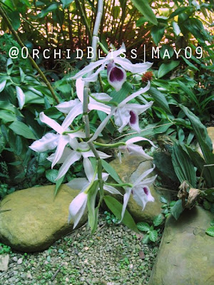 Dendrobium anosum at OrchidBliss