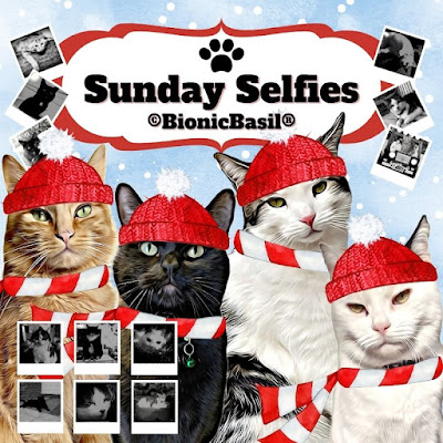 Sunday Selfies Banner ©BionicBasil® December 2023