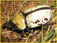 Hercules Beetle Dynastes Hercules Pictures