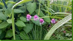 flowers2
