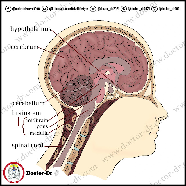 The structure of the brain