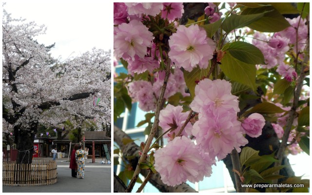 temporada de sakura en japon