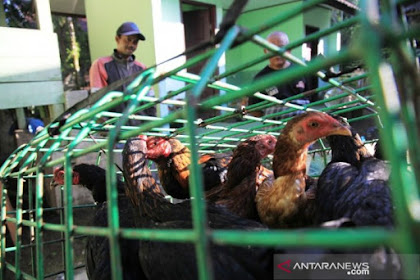 Hana Meupu Seubab, Abeh Mate Manok di Samatiga