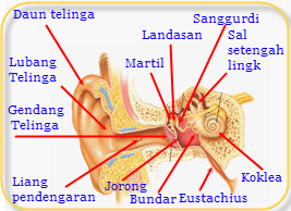 BIOLOGY SPOT: ALAT INDRA MANUSIA