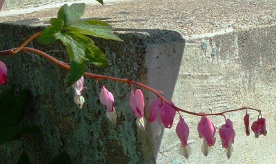 [Photo: Dicentra spectabilis flower.]