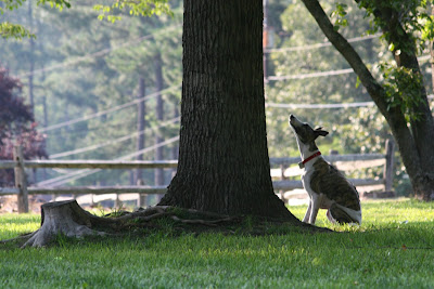 marvin, waiting for his squirrel