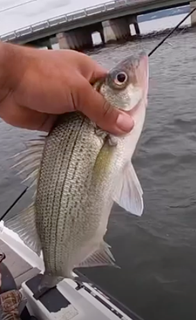 White Bass Fishing on Lake Guntersville