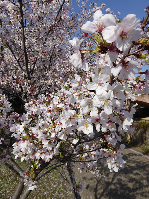 寝屋川公園の桜 花の道