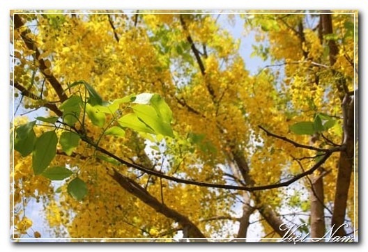 Cảnh Đẹp Việt Nam