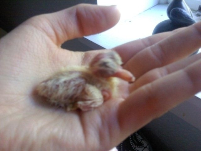 raising a bird, day 2