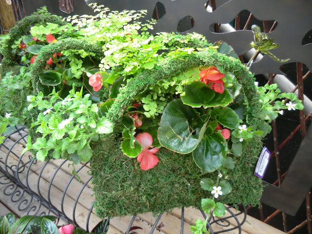 moss baskets filled with begonia plants, The Camellia