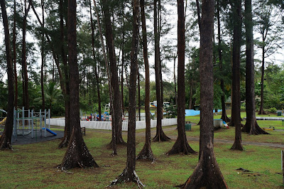 Tanaman pinus di taman bermain pinggir pantai miri