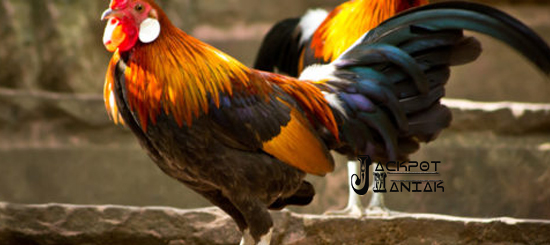 Kelebihan Sabung Ayam Aduan Vietnam Sangat Menakjubkan