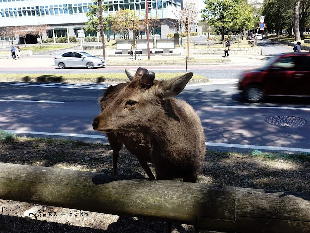 在奈良看到的第一隻鹿