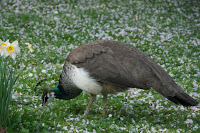 Indian peahen, Hamburg, Germany, by swoop1981, Apr. 2009