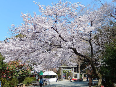  葛原岡神社の桜