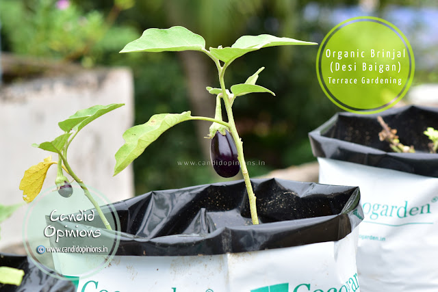 Growing Organic Brinjal On Terrace Garden