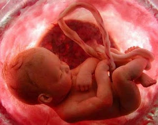 Most Amazing Facts About Fetus Growth in the Womb are the learning process has been started since the amazing facts of fetus in the womb, the fetus to learn to follow the second and third trimester, as in space amphitheater complex than any world class