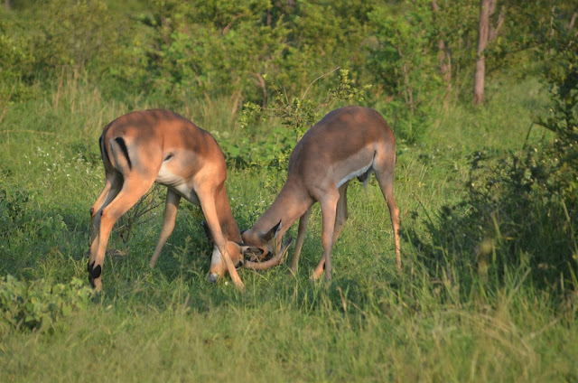 Love is Not the Solution @SANParksKNP @SANParks #SA #PhotoYatra #TheLifesWayCaptures