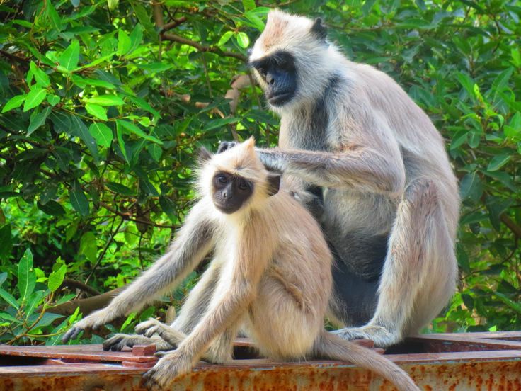  Gambar  Monyet  Lengkap dan Lucu Kumpulan Gambar 