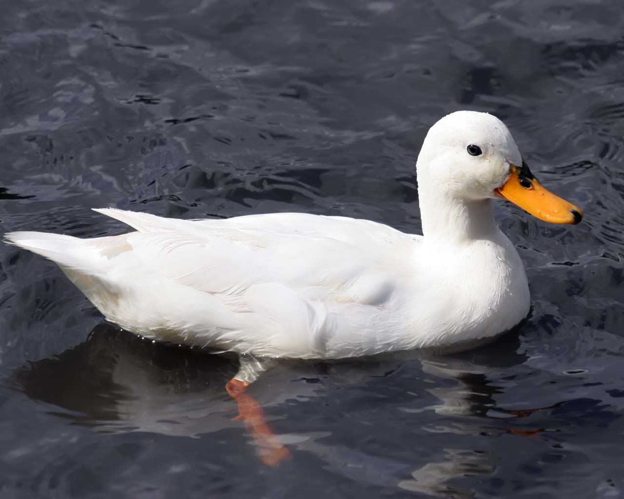 Gambar Bebek Lucu dan Keren - Lucu dan Keren