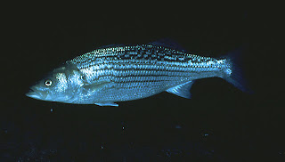 lubina negra Morone saxatilis