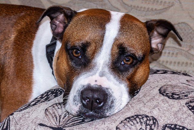 Photo of Ruby relaxing on Ravensdale