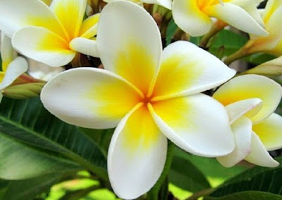  Bunga kamboja ialah salah satu bunga yang biasanya digunakan sebagai bunga hias Manfaat Bunga Kamboja untuk Kesehatan