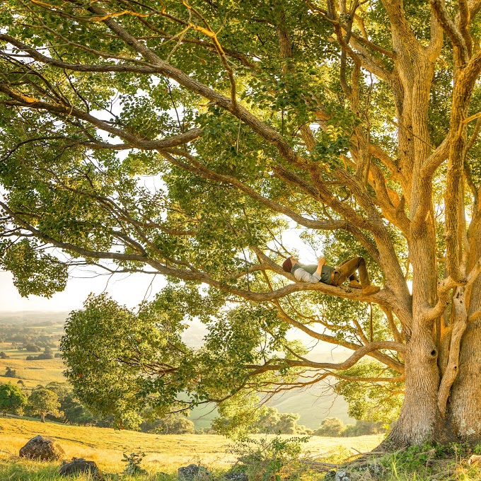 The Shelter in a tree trunk درخت کے تنے میں پناہ گاہ