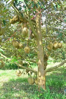 Cara Merawat Pohon Durian Yang Sudah Tua