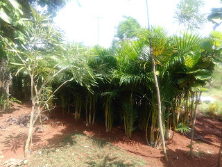 Jual Pohon Palem Kuning | Pohon Palem | Tanaman Indoor | Tanaman Outdoor | Pohon Palem Warna Kuning | Pohon Palem Indoor | Pohon Palem Ukuran Kecil | Tanaman Pot